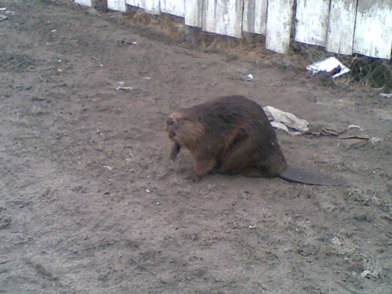Бобр1.JPG