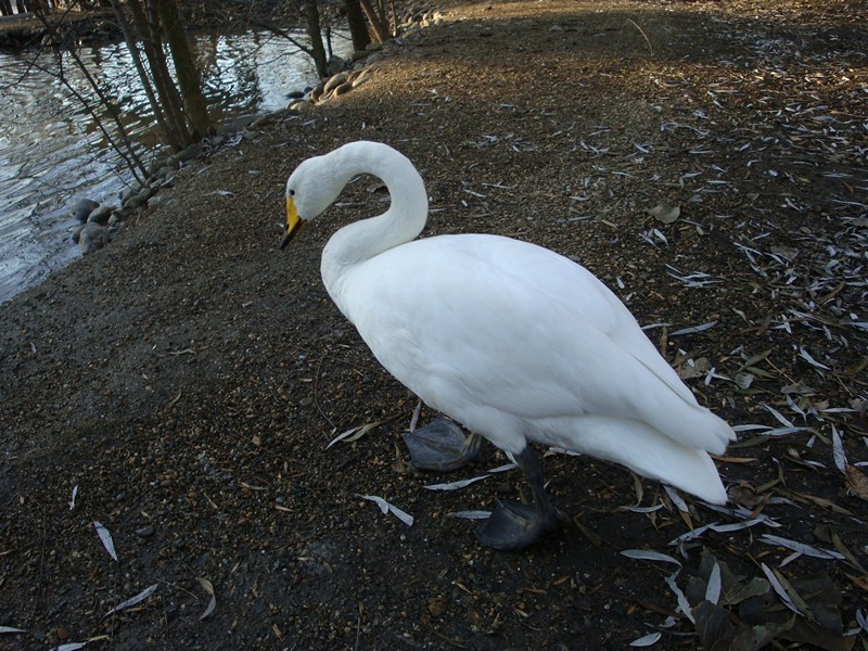 DSC09572.jpg
