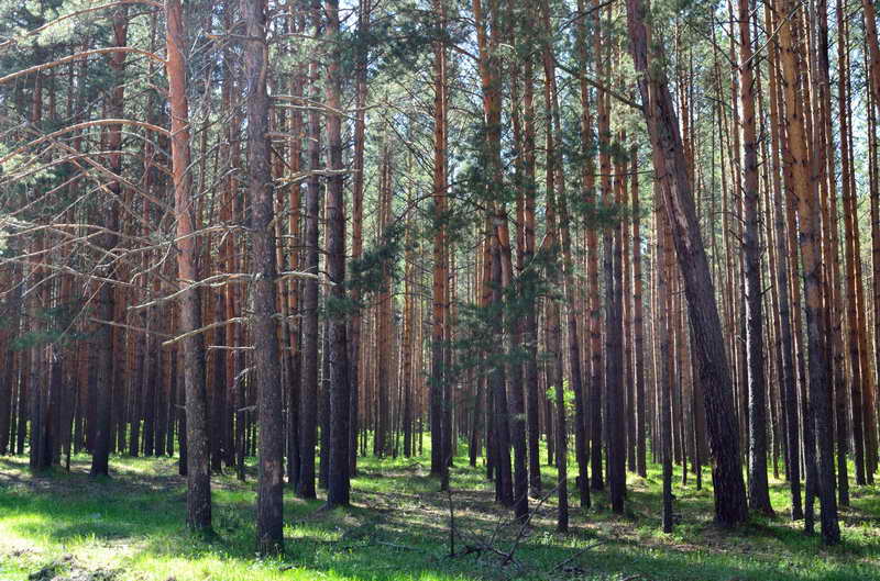 Лес в Вешинино