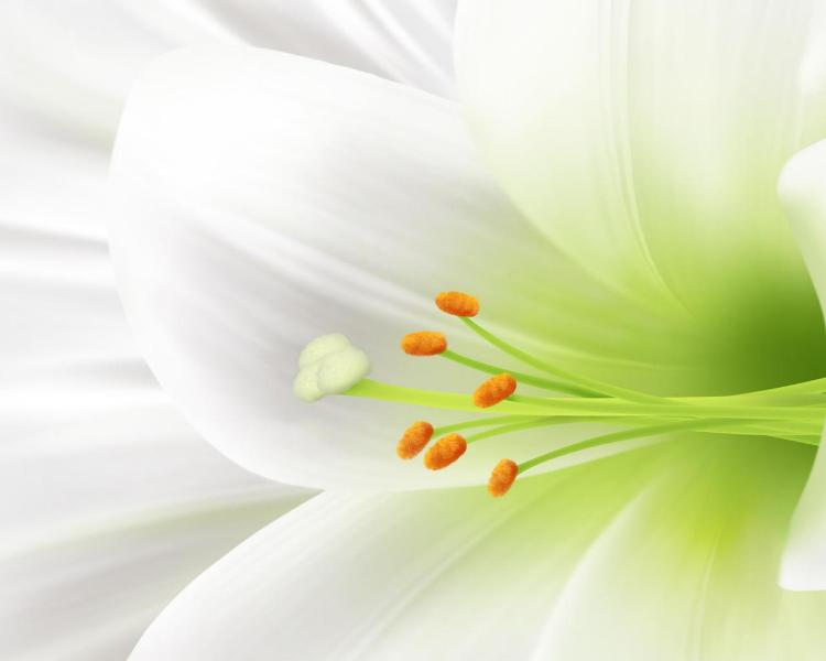 hq-wallpapers_ru_flowers_43126_1280x1024.jpg