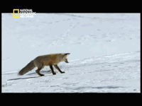ffox.gif