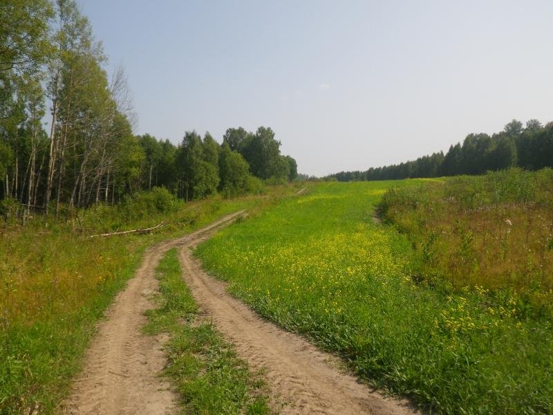 Дорога в полях