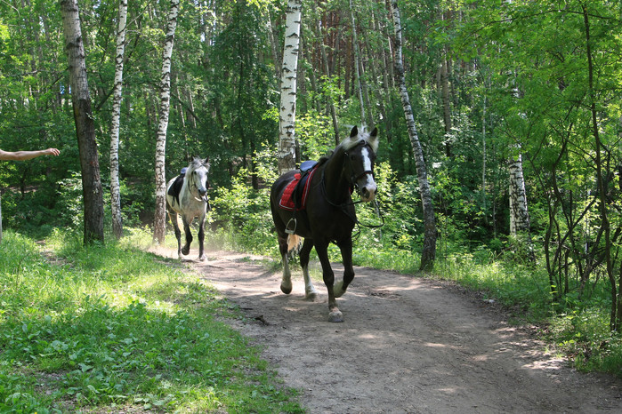 horse2.jpg