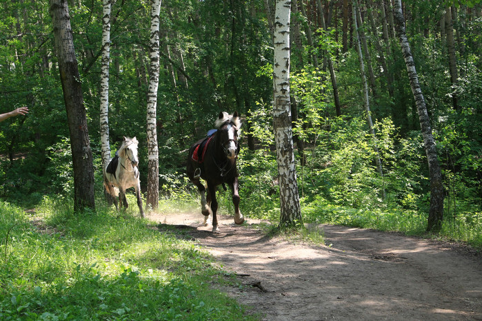 horse1.jpg
